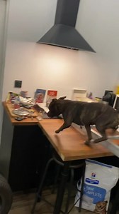 7.4M views · 191K reactions | This is Noia. She is training for a special ops mission to be your upstairs neighbor. 14/10 (TT: noia.staffy) | We Rate Dogs | Facebook