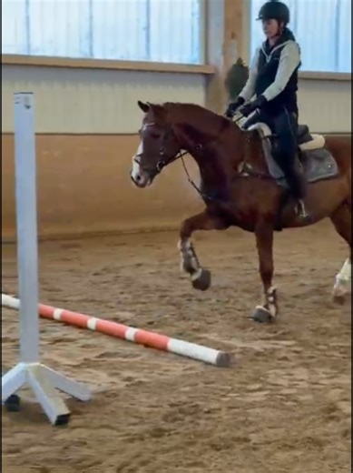 Springpferd und Trabstangen: Missverständnisse im Parcours