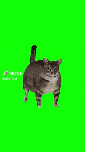 Funny Oiiai Cat Compilation for 2024