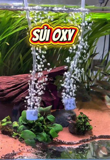 sủi oxy mini Usb giá rẻ cho ae chơi cá, nhỏ gọn tiện lợi lại đc trọn bộ phụ kiện đi kèm #thuỷsinh #cácảnh #thuysinh