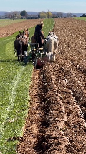 Plowing in the Amish country #lancasterpa #horsedrawn #plowing #drafthorses | Robert Piessens