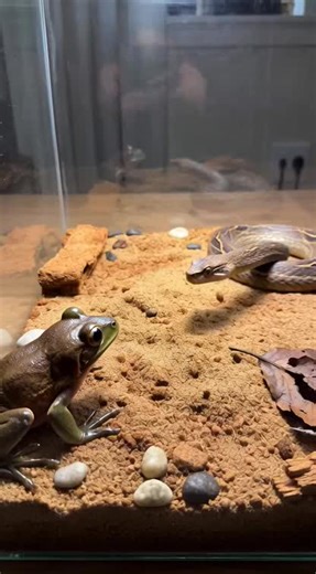 Curiosity meets deadly venom. In this intense encounter, a bright blue gecko enters the territory of one of nature’s most feared hunters — the Black Widow spider. One precise bite. One drop of venom. Just seconds stand between movement and paralysis. Can the gecko’s lightning-fast reflexes help it escape… or will the silent predator strike first? Watch closely — in the wild, even a moment of hesitation can mean the difference between survival and defeat. #Wildlife #PredatorVsPrey #BlackWidow #Ge