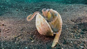 Coconut octopus peeks out of a half-closed clam shell. Opens the shell and walks away using tentacles as legs while holding the shell halves with the remaining arms. Shot during daylight on dark sand Stock Video