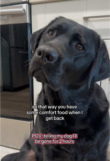 Heartwarming Moments with Labrador Puppies