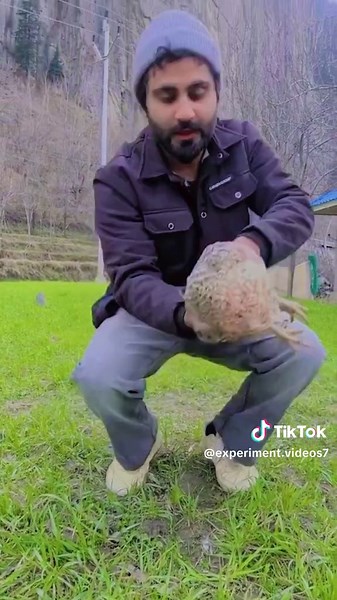 Amazing Sleeping Chicken Speaker Experiment