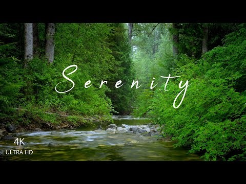 Serenity in the Forest 🌿 A Walk in the Rain
