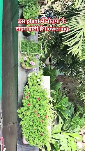 Summer season flowering plants portulaka#plants#gardeningideas#ytshorts