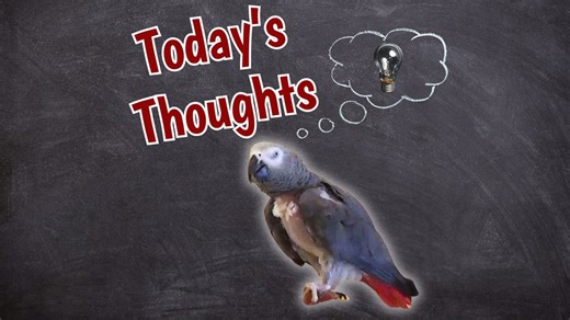 23K views · 1.6K reactions | Einstein's world is filled with sweet thoughts and playful words in this heartwarming video. From exchanging kisses to mimicking whistles and singing tunes, Einstein's charming personality shines through. Join him as he expresses his desire to go outside, enjoys a delicious dinner, and dances to his favorite tunes. | Einstein the Talking Texan Parrot | Facebook