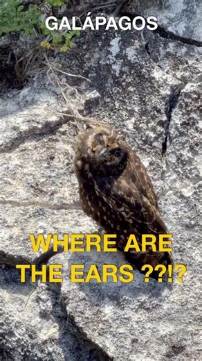 Where are his ears?! 🦉 The Short-eared Owl Mystery #Galapagos