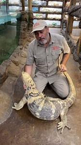 577K views · 938 shares | Fabio the asian water monitor! Learn some awesome facts! | Jayprehistoricpets | Facebook