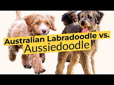 Australian Labradoodle vs. Aussiedoodle 🔴 2023 🔴