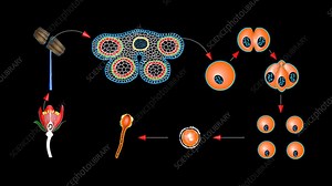 Pollen grain formation - Stock Video Clip - K004/0379