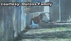 Caught On Tape: Tiger Kills Another Tiger At Zoo While Nobody Intervenes!