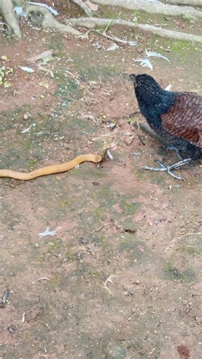 Extracting a canine tooth...unbelievable! | Animal WORLD