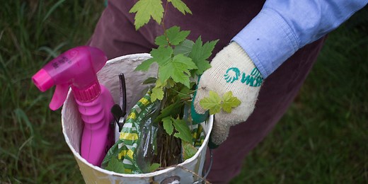 How to Control Pest Plants and Weeds