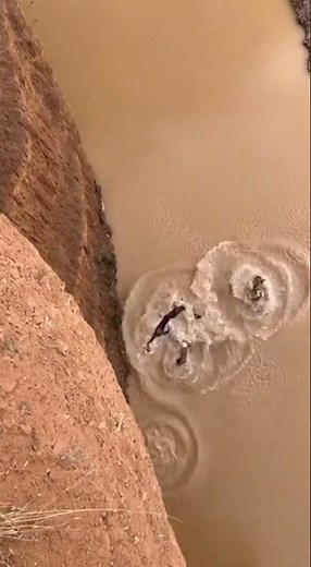 Dramatic Animal Moment: Hyenas Chase Wildebeest Off Cliff!