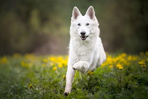 Traits Of White Lab-Shepherd Mix Dogs - Cuteness