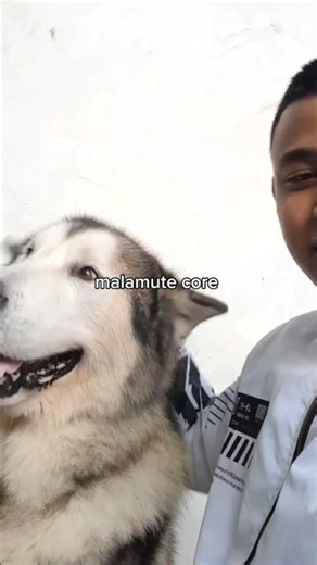 ko iso yah orang pada takut sama malamute padahal dia kan gemoy #alaskanmalamute #dog