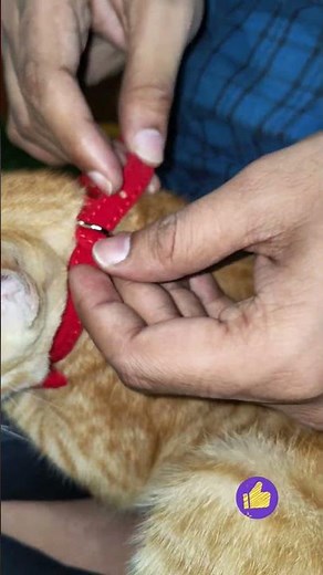 Adjustable Cat Belt, Strong Breakaway Buckle, Cat Collar With Bell, Velvet Neck Strap for Kitten Cat