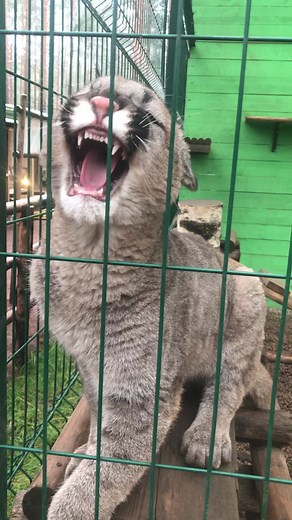Fierce Panther vs Puma: Angry Cougar Roars and Growls