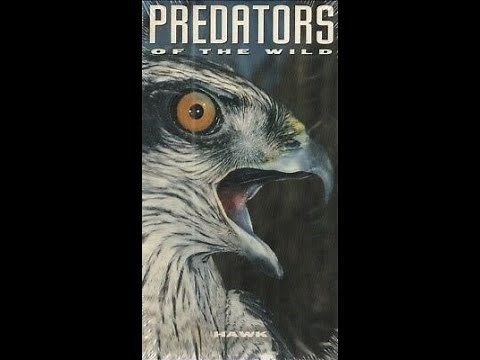 Predators of the Wild: Hawk (VHS full documentary)