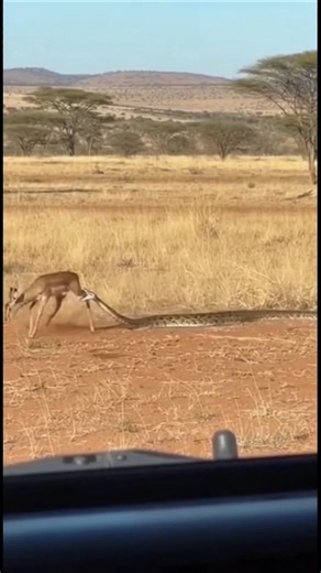 Eagle Saves Prey from Python Mid-Attack | Wildlife Drama #entertainment #funny