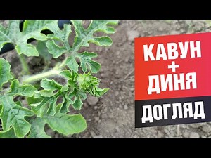 Догляд за баштаном. Як доглядати дині та кавуни.
