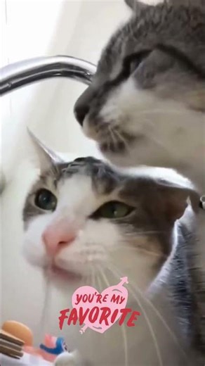 FUNNY ANIMALS: Funniest DOG and CAT video #shorts