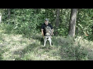 Two Dog Series Part 1 - Norwegian and Swedish Elkhounds