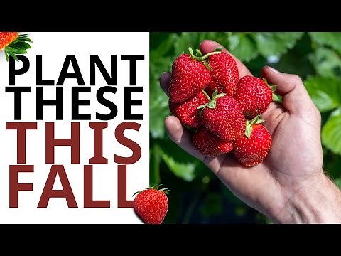 Fall Strawberry Planting Guide || Step-by-Step Tips from Farm On Central