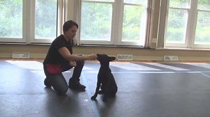 How to Train a Puppy to Lie Down (K9-1.com)