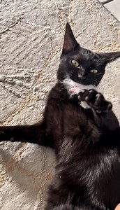 141K views · 4.6K reactions | Un chaton a attrapé le syndrome du tigre de Lyla ! . #chat #chatnoir #chatfou #cats #chaton #syndromedutigre #chatdrole | Mr.Lucky le chat | Facebook