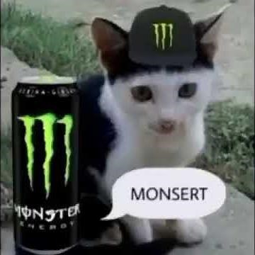 soda cats meme