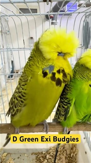 Top Quality Exhibition Budgie 🔥 | Show Standard Champion Birds