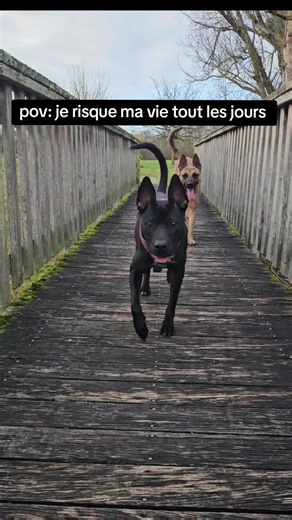 juste une petite sortie, l'épreuve du combattant 🤣🤣#animauxdecompagnie #pourtoiii #malinoislovers #staffylovers #funnyanimals