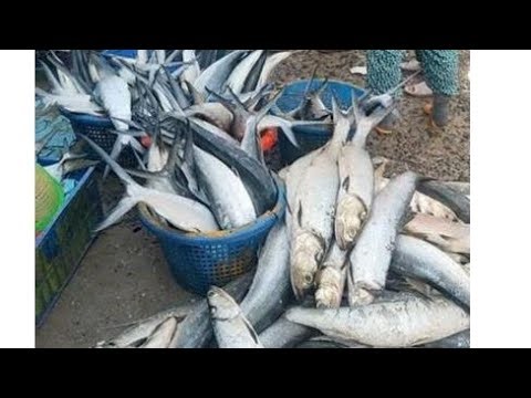 LIVE Morning Fish Market in Vietnam 🐟 | Fresh Seafood Just Arrived