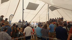 Boer Goat & Sheep production auction @ Bathurst Agricultural Show #bathurst #agriculturalshow | Talk of the Town