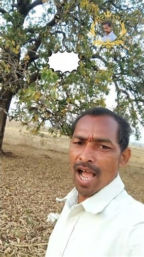 mahua tapko ras bharo #khadiboli #mahua #gulimata #adiwashi_status