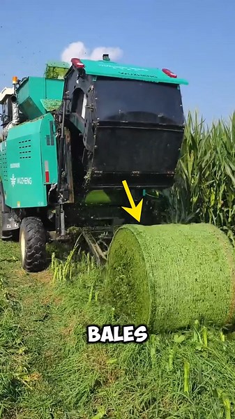 Cutting corn plants and storing the powder Silage machine🚜🎋#shots