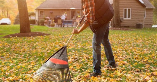 Should you rake your leaves? An arborist weighs in