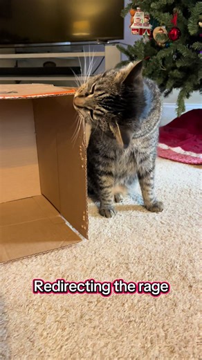 Explore Cat ASMR with Tripod Kevin's Approved Outlet