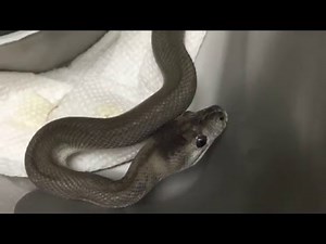 Super Zebra Axanthic Carpet Python