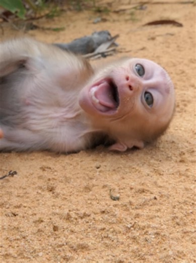 This baby monkey is crying on the ground, but its funny face is absolutely hilarious!#babylove #monkeys #monkey #BabyMonkey #CuteMonkey