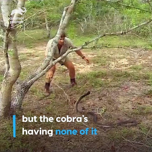 Steve Irwin wasn't prepared to deal with a venomous cobra 😱 | Animal Planet