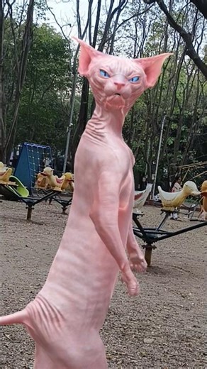 Billi bole meow meow cute cat dance short #funny #trending #shorts #viral #catdance😅😅😄😄😄😄😁😆😆😆😚😙😚😚