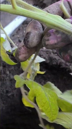 How to plant tomatoes so that they start growing faster and produce better fruit?