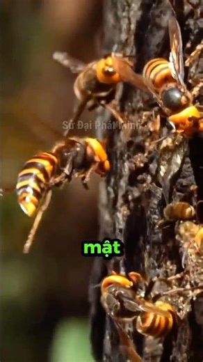 Loài Ong Nguy Hiểm Nhất Thế Giới 🐝🤯