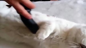 Funny Cat Fails  2016 - Best Funny Cats videos compilation Part 1