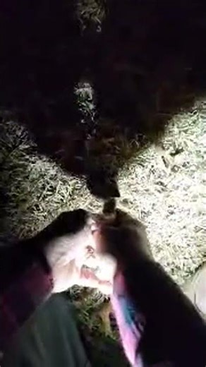 Make a Flap when digging a Grass Plug on a Night Coin Hunt. Live Highlight