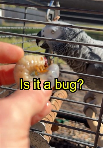 Apollo’s 2025 highlights 🌴🦜 #talkingparrot #amazinganimals #parrotsoftiktok #smartanimals #funnyanimals